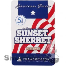 Sunset Sherbet Feminised